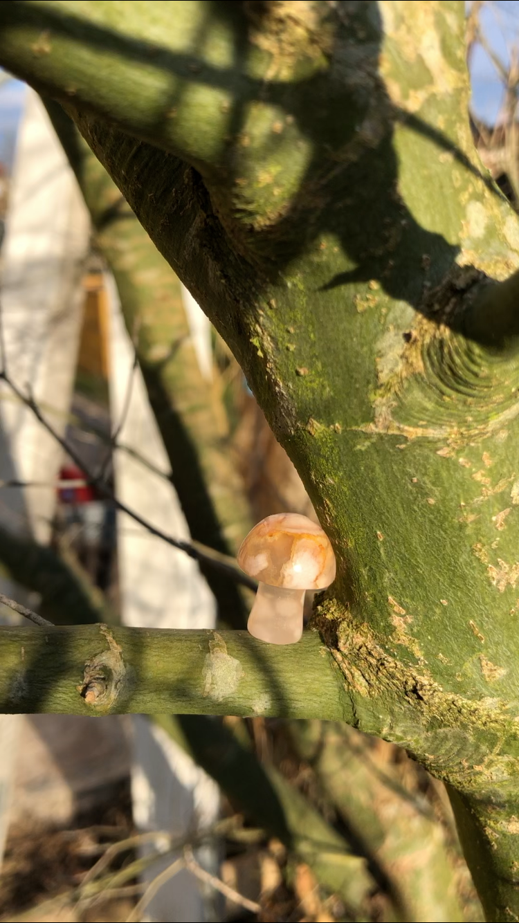 Mini Edelstein Pilz, Crystal Mushrooms